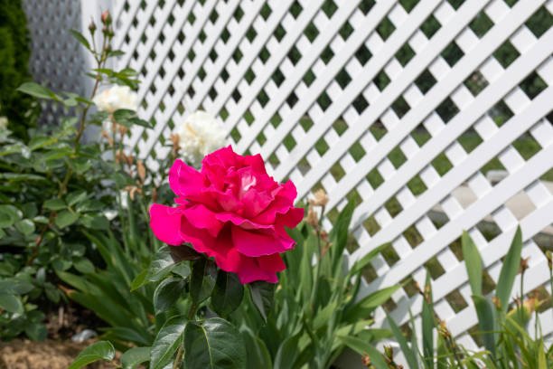 christchurch home fencing options